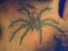 "Brown Recluse" tattoo