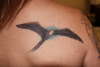 Man O War Bird tattoo