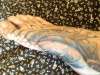 wave tattoo