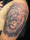 LION tattoo