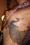 My Peacock tattoo