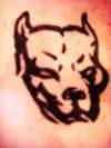 Pitbull tattoo