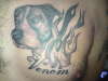 pitbull tattoo