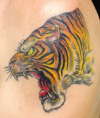 Tiger tattoo