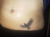Raven bird on abdomen tattoo