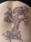 Tree on pentagram. tattoo