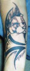 pitbull tattoo