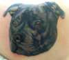 Staffordshire Bull Terrier Portrait tattoo