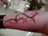 Tribal tattoo
