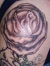 rose tattoo
