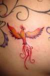 Phoenix  by Kaylene @ Wicked Ink Penrith Australia tattoo