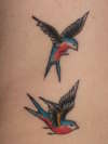 Swallows tattoo