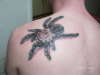 3-D spider/tarantula tattoo