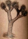 Joshua Tree tattoo